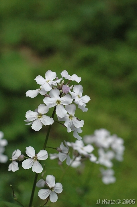 Little Flowers 